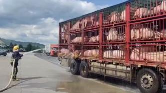 “二师兄”高速上呼吸急促严重中暑，消防员洒水降温