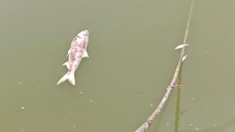 直播丨滁河南京浦口段突现大量死鱼，污水从何而来？