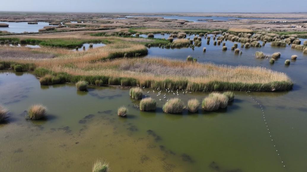 新疆巴州龙驹湿地描绘灵动图卷