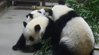 早安·世界｜成都高温天，大熊猫停止户外活动住进空调房