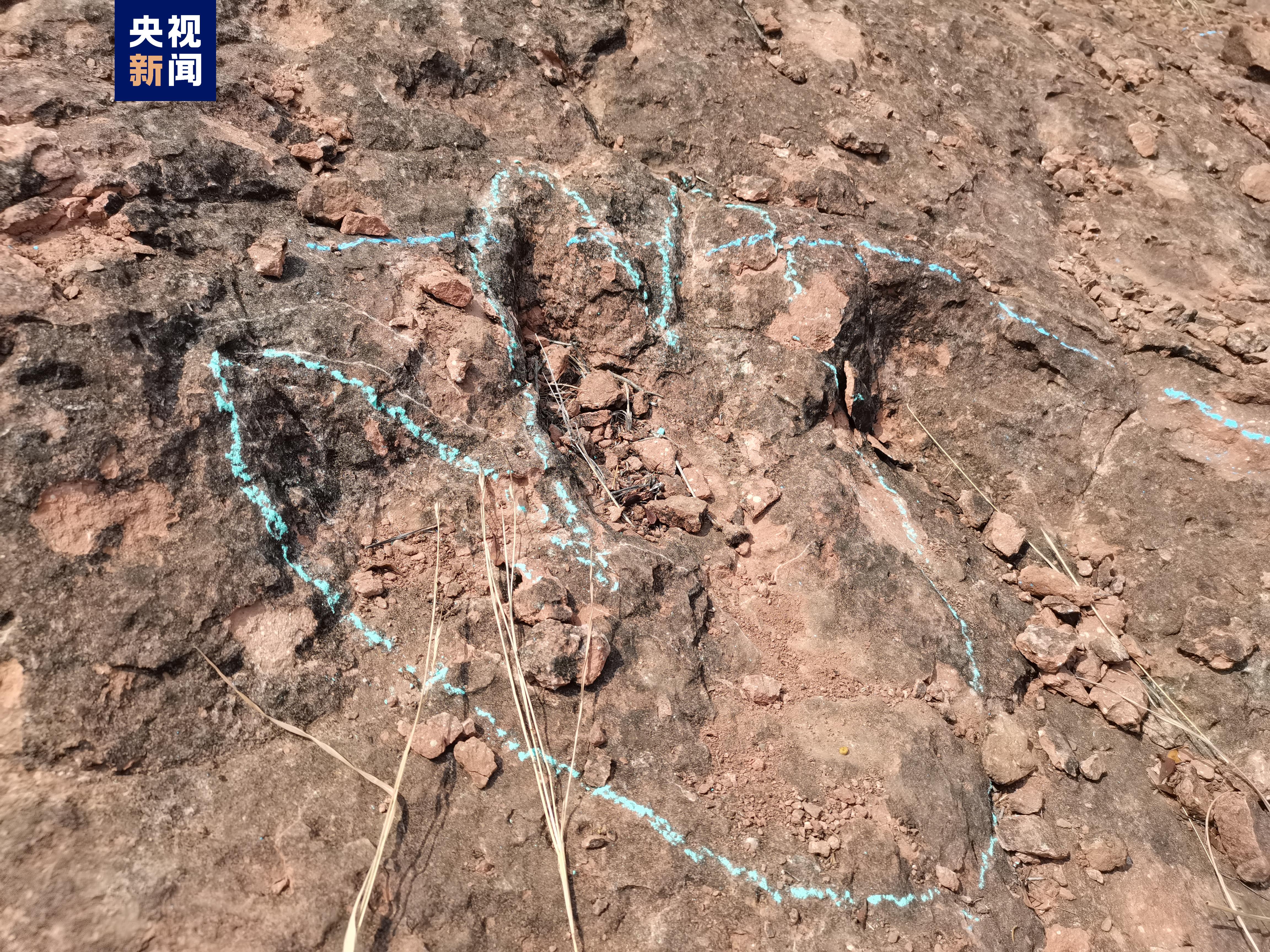 400多枚！云南禄丰发现1.2亿年前恐龙足迹化石群_直击现场_澎湃新闻-The Paper