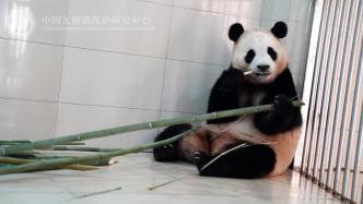 中国大熊猫保护研究中心更新大熊猫“福宝”最新状态