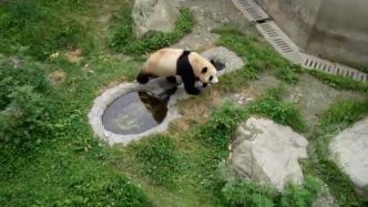 大熊猫“福宝”将于六月与公众见面