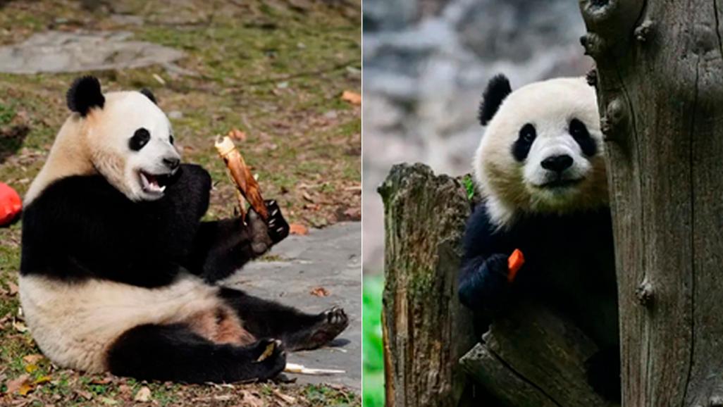 宝力、青宝将赴美开启新一轮大熊猫国际保护研究合作