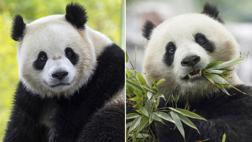 “宝力”和“青宝”年底赴美，华盛顿动物园将喜迎两只大熊猫