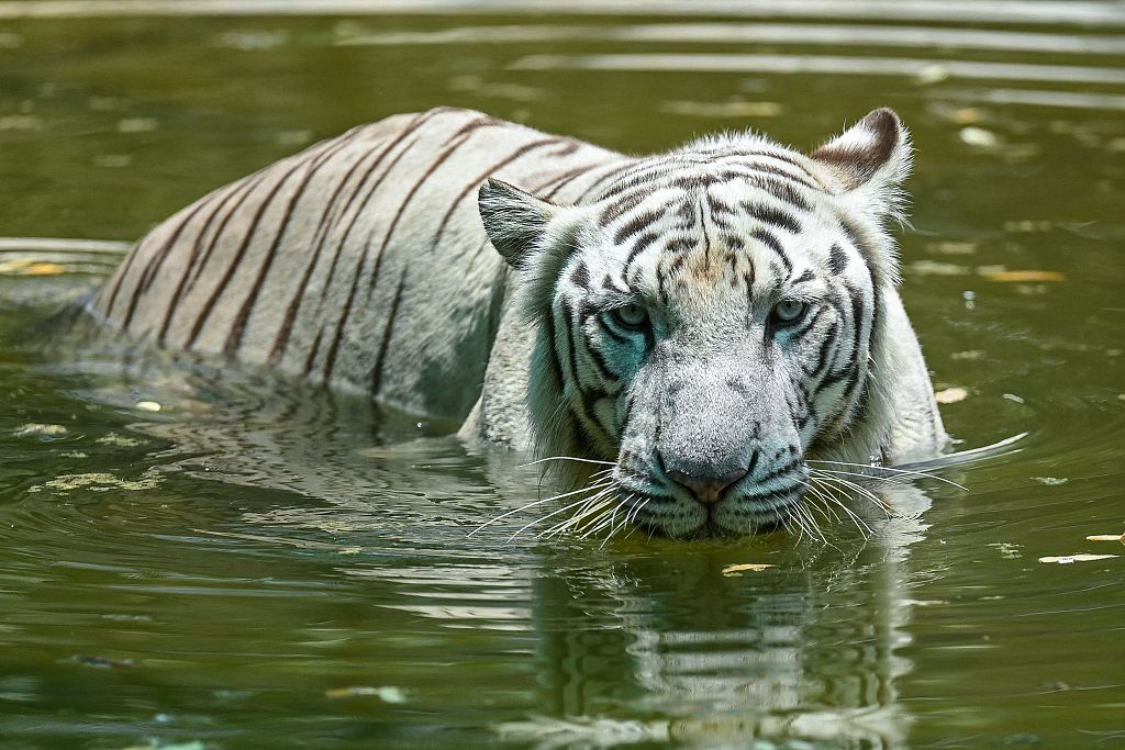 印度十大珍稀动物图片