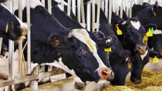 观察｜原奶产业头部都来取经，畜牧养殖如何通过“微营养”进一步练内功