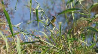 “大片世界”愛意滿滿，超700種植物和野生鳥類“安家”北京環(huán)球度假區(qū)