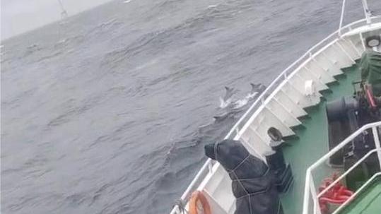 偶遇海豚伴航，海警舰艇降低航速确保海豚活动安全