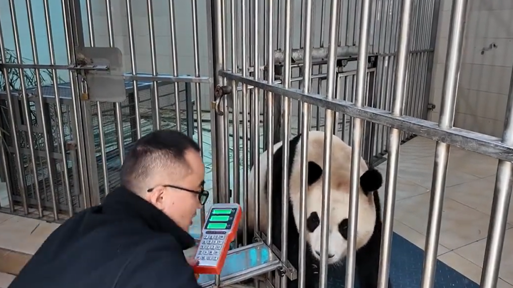 大熊猫“福宝”对四川话理解满分
