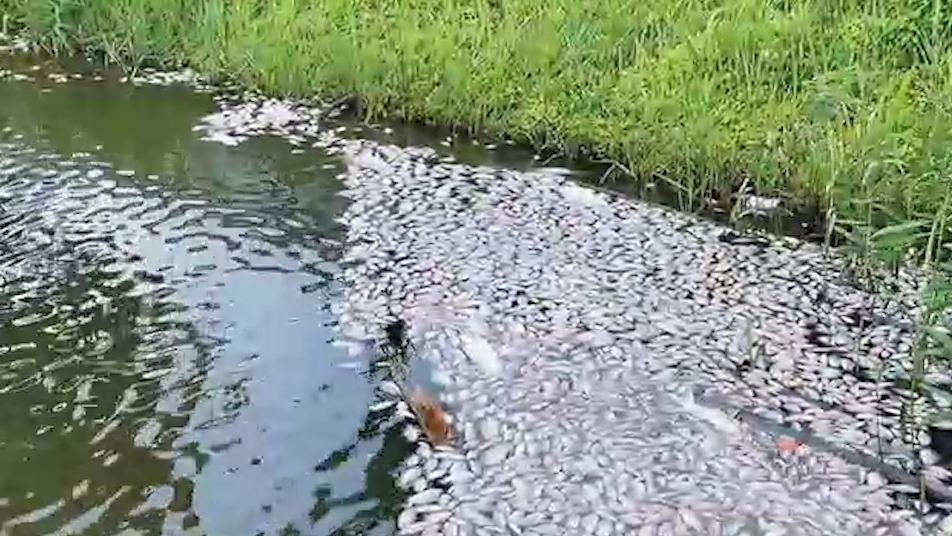 石獅濕地公園遭投毒魚、鳥死亡？農(nóng)業(yè)農(nóng)村局：警方介入調(diào)查