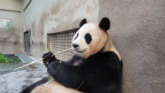 大熊猫“福宝”将于6月12日在卧龙神树坪基地与公众见面