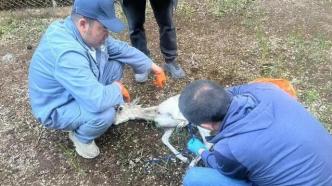 青海湖景区救助一只受伤普氏原羚，两月内已救助3只