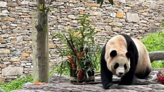 “福”到！大熊猫“福宝”正式与公众见面