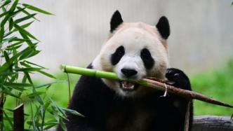 大熊猫“福宝”圈舍实行限流限时参观，每轮5分钟