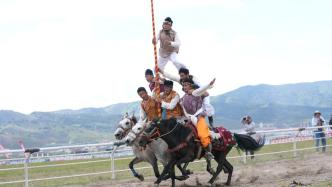 端午期间云南迪庆举行香格里拉赛马会，参赛马匹数为历届最多