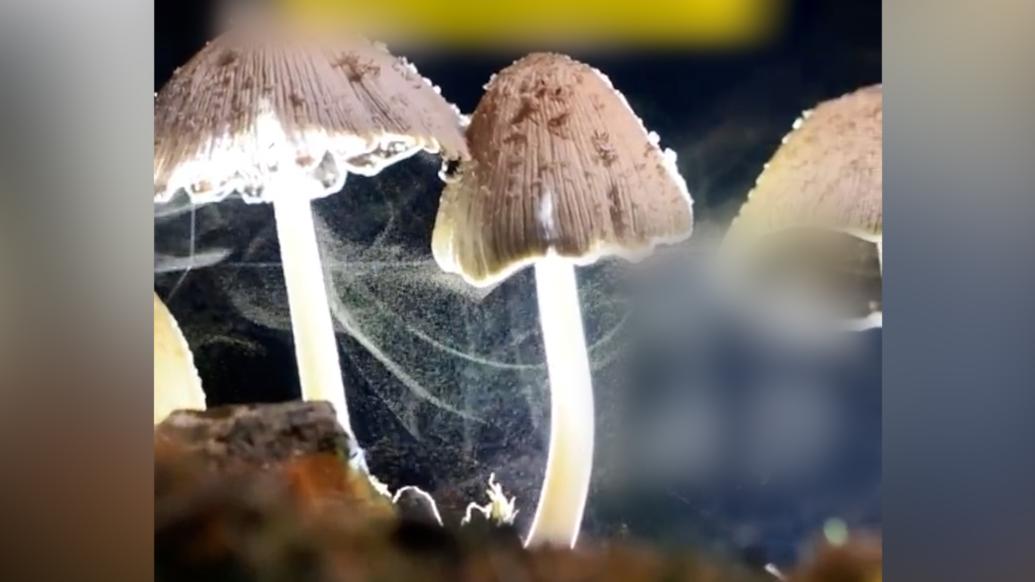 蘑菇喷洒孢子的瞬间有多梦幻
