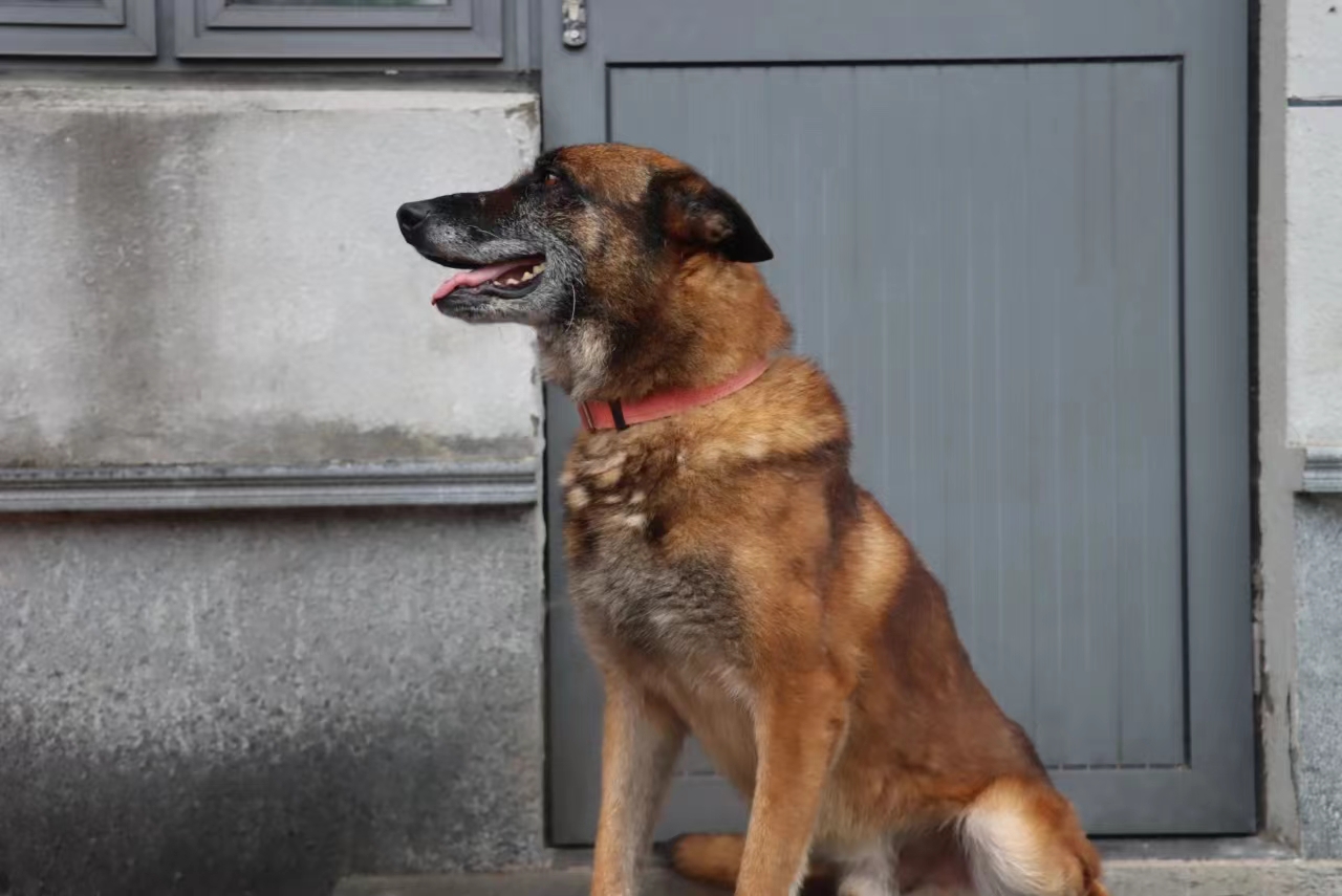 搜救犬种类图片