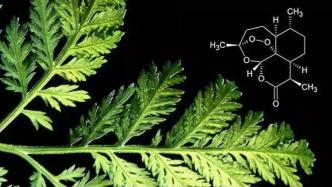 复旦团队《科学》发文：青蒿素类衍生物可治疗多囊卵巢综合征