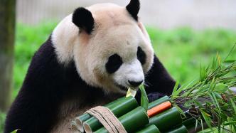 马上评｜少一些阴谋论，才是真正关爱大熊猫