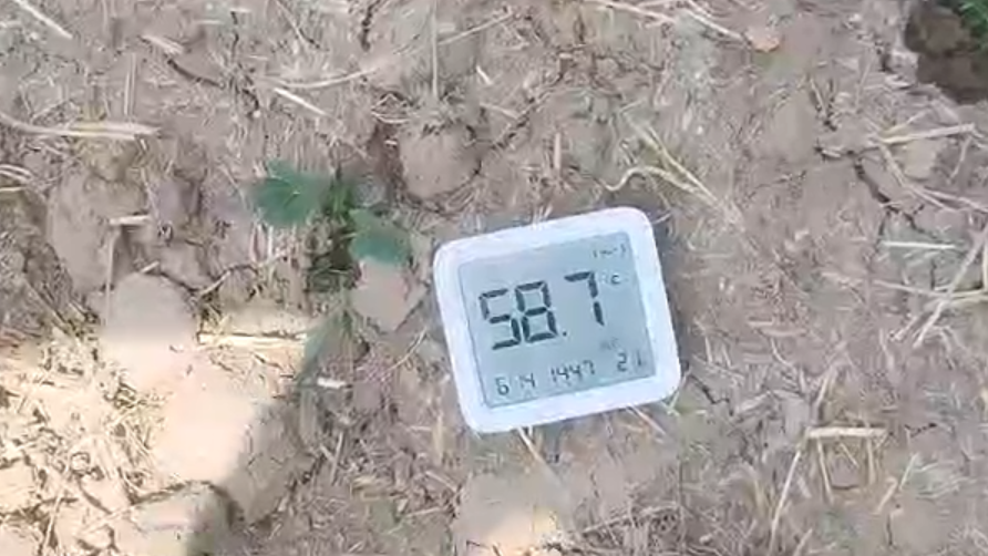 河南持续重旱！记者实测驻马店田间地温，58℃！