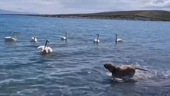 一游客在景区携带未牵绳宠物犬，惊扰赛里木湖野生大天鹅