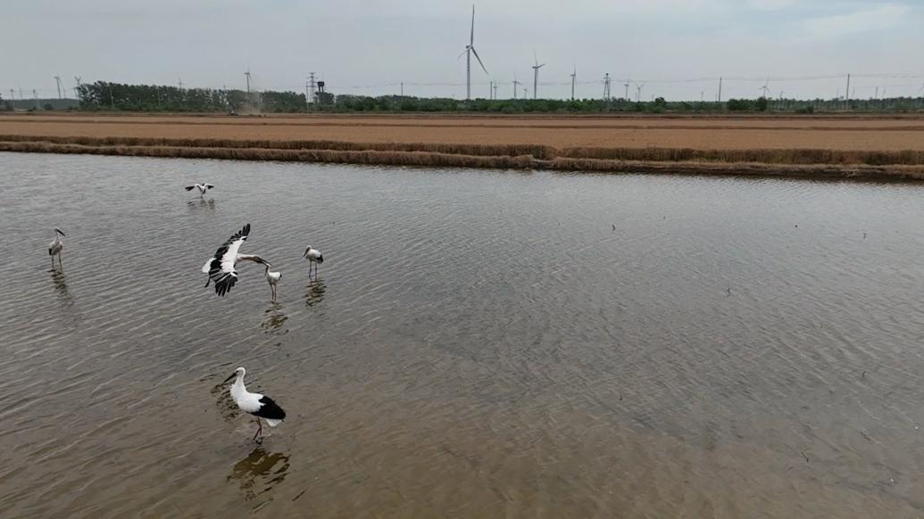 江苏射阳：“鸟中大熊猫”东方白鹳再次“组团”来访