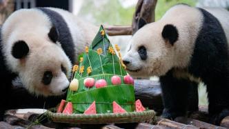 早安·世界｜大熊猫“星星辰辰”迎来三岁生日