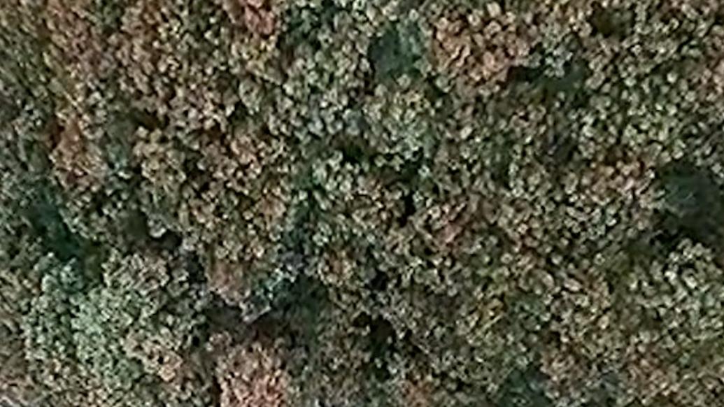 罕见！雅安2700多岁的红豆树王花开满枝