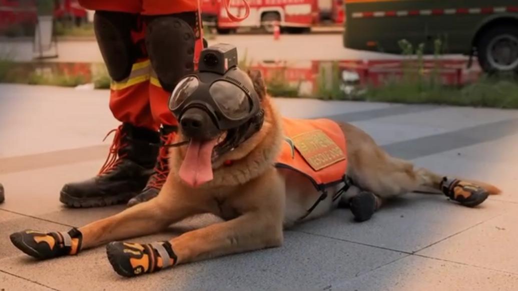 搜救犬穿上新装备看着真是太酷啦