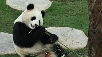 旅外大熊貓飼養護理和健康如何保障？國家林草局回應