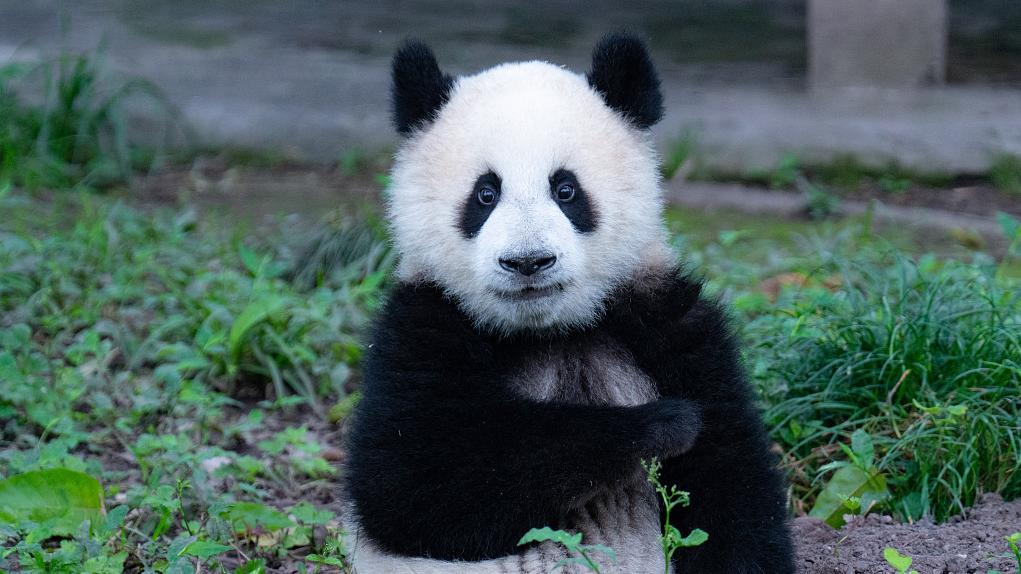 国家林草局：包括旅外在内的大熊猫圈养种群，不存在近亲繁殖