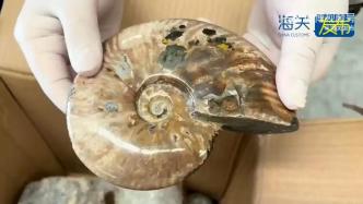 上海浦东国际机场海关在出口货物中查获夹藏古生物化石