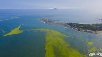 黄海海域浒苔绿潮再度来袭，分布面积近4.3万平方公里