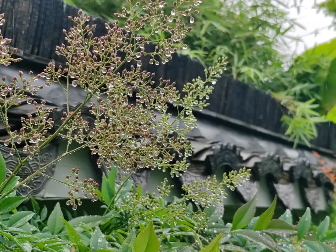 梅雨时节的中新泾公园:徽州风貌仿似水墨画,在雨中展开