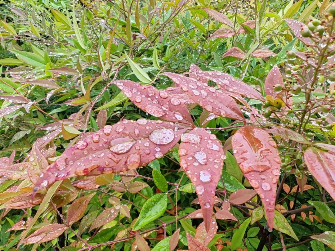 梅雨时节的中新泾公园：徽州风貌仿似水墨画，在雨中展开