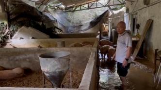 特大暴雨下的福建武平养猪大户：山窝猪场被掩埋，70多头生猪消失在泥石流中