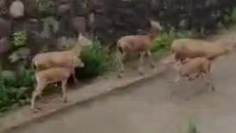 洞庭湖涨水上百只麋鹿“出逃”进入村镇，当地回应已全部收回