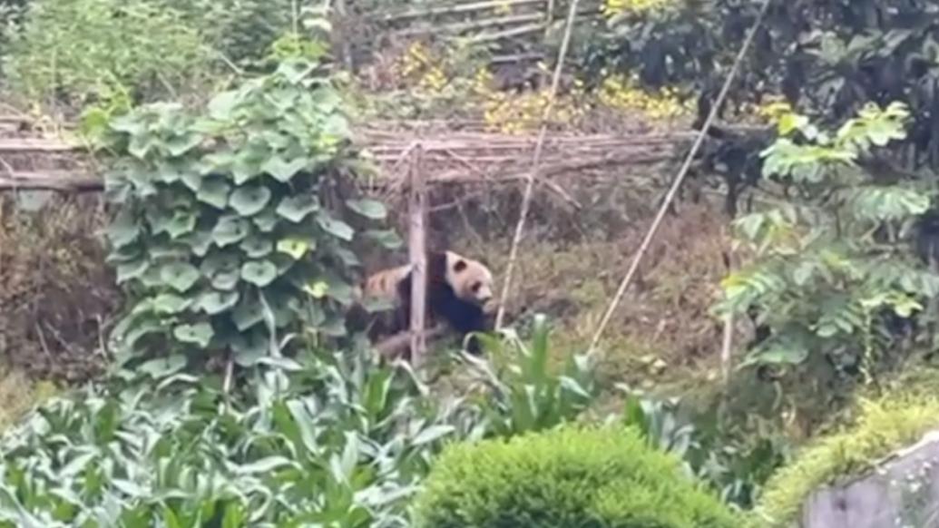 野生大熊貓連續三天“打卡”村民家的竹林