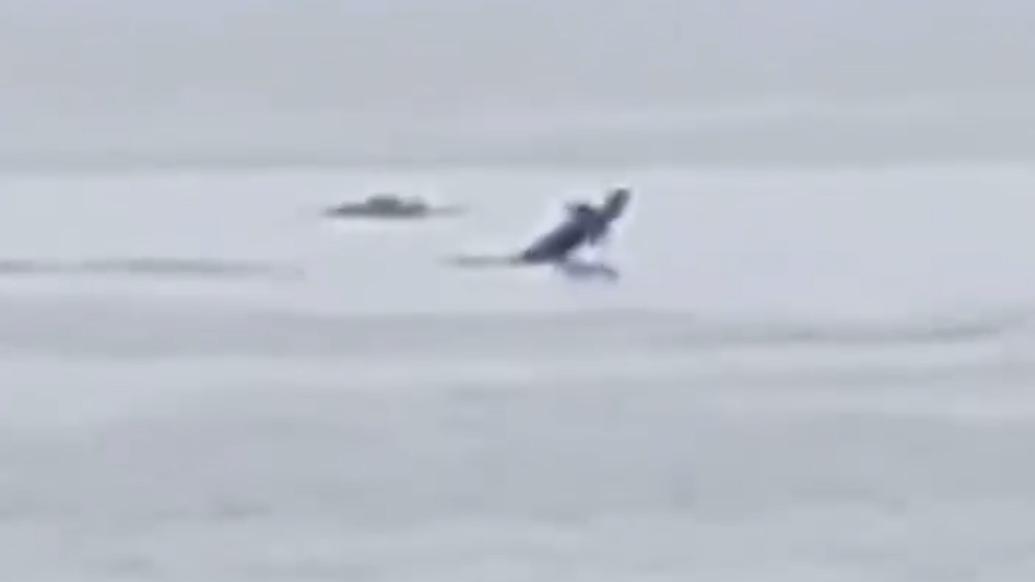 成群伪虎鲸在江苏海域迎风逐浪