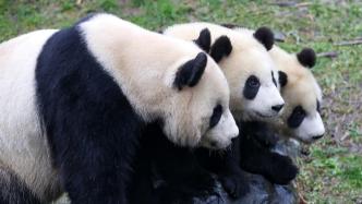 三只在比利时出生的大熊猫秋天将回国，当地举办彩绘熊猫艺术展