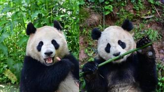 大熊猫“云川”和“鑫宝”抵达美国，开启新一轮中美大熊猫保护合作