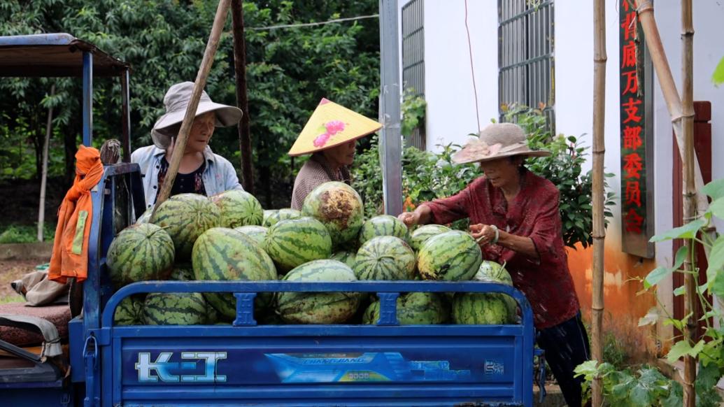 咸寧暴雨過后，村民搶收萬余斤西瓜售賣