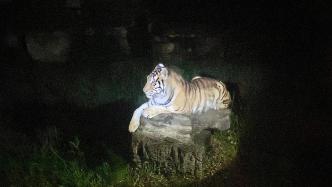 夜探猛獸是怎樣的體驗？上海野生動物園7月1日起首次全面開放夜場