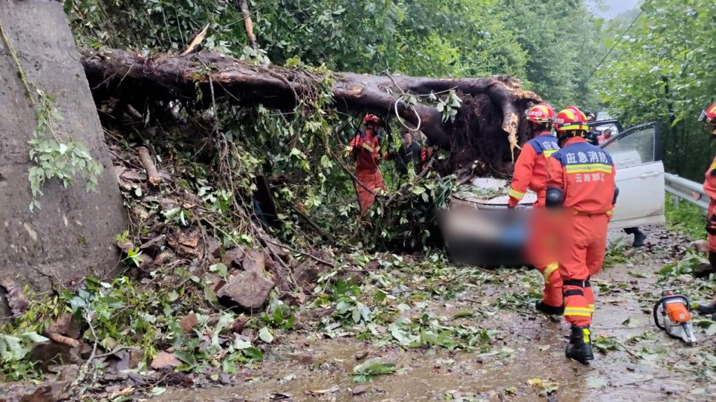 云南怒江一车辆行驶途中被天降大树砸中，消防救出被困人员
