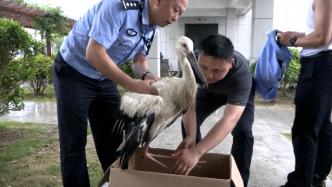 “鸟中大熊猫”受伤落地，村民报警联手救护