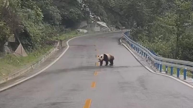 车友偶遇野生大熊猫在路上“遛弯”