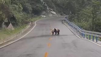 車友偶遇野生大熊貓在路上“遛彎”