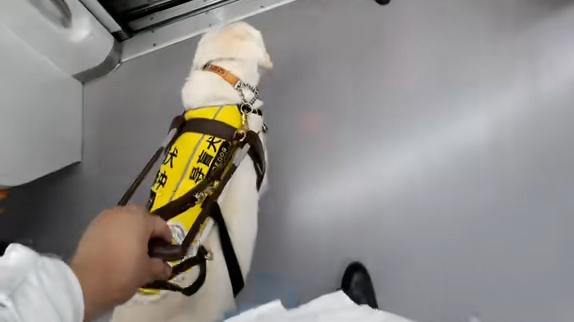 20座车站、5次接力，盲人博主携导盲犬乘上海地铁，网友点赞！