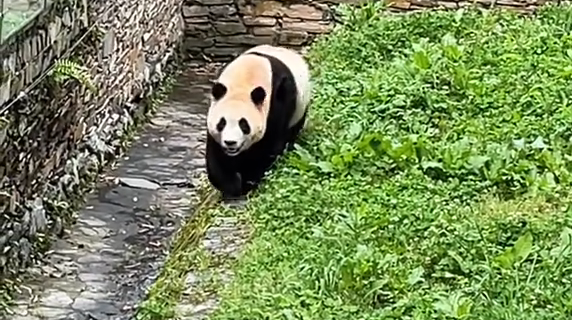 將寵物藏于包中帶入園，4人被終身禁入臥龍大熊貓苑神樹坪基地